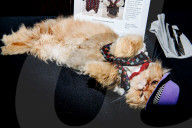 FEATURE - Katzen auf dem Catwalk in New York