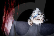 FEATURE - Katzen auf dem Catwalk in New York