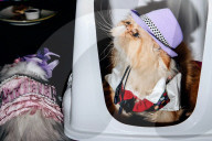 FEATURE - Katzen auf dem Catwalk in New York