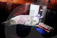 FEATURE - Katzen auf dem Catwalk in New York