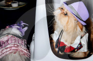 FEATURE - Katzen auf dem Catwalk in New York