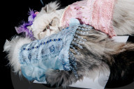 FEATURE - Katzen auf dem Catwalk in New York