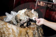 FEATURE - Katzen auf dem Catwalk in New York
