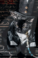 FEATURE - Katzen auf dem Catwalk in New York