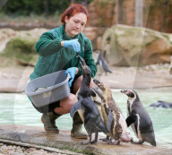 London Zoo annual stocktake, UK - 03 Jan 2019