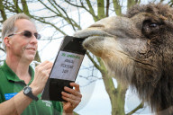 ZSL London Zoo stocktake, London, UK - 03 Jan 2019