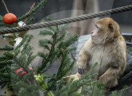 FEATURE - Tierische Bescherung im Berliner Zoo