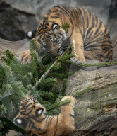 FEATURE - Tierische Bescherung im Berliner Zoo