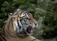 FEATURE - Tierische Bescherung im Berliner Zoo