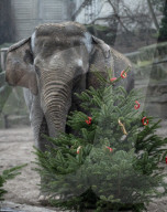 FEATURE - Tierische Bescherung im Berliner Zoo