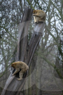 FEATURE - Tierische Bescherung im Berliner Zoo