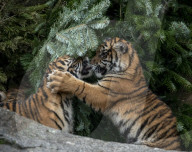 FEATURE - Tierische Bescherung im Berliner Zoo