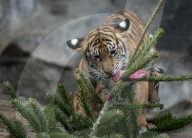 FEATURE - Tierische Bescherung im Berliner Zoo