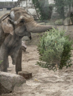 FEATURE - Tierische Bescherung im Berliner Zoo