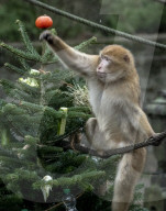 FEATURE - Tierische Bescherung im Berliner Zoo
