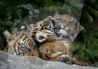 FEATURE - Tierische Bescherung im Berliner Zoo