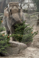 FEATURE - Tierische Bescherung im Berliner Zoo