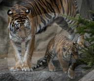 FEATURE - Tierische Bescherung im Berliner Zoo