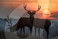 FEATURE - Pix of the Day: Bilder des Tages