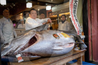 NEWS - Tokio: Thunfisch Auktion auf dem Toyosu-Fischmarkt