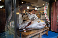 NEWS - Tokio: Thunfisch Auktion auf dem Toyosu-Fischmarkt