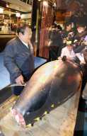 NEWS - Tokio: Thunfisch Auktion auf dem Toyosu-Fischmarkt