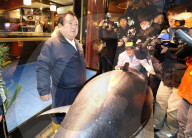 NEWS - Tokio: Thunfisch Auktion auf dem Toyosu-Fischmarkt