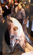 NEWS - Tokio: Thunfisch Auktion auf dem Toyosu-Fischmarkt