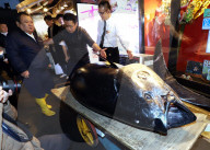 NEWS - Tokio: Thunfisch Auktion auf dem Toyosu-Fischmarkt
