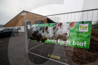 FEATURE - Glückliche Schweine