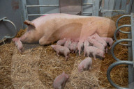FEATURE - Glückliche Schweine