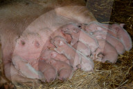 FEATURE - Glückliche Schweine