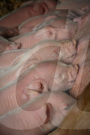 FEATURE - Glückliche Schweine
