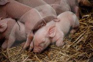 FEATURE - Glückliche Schweine