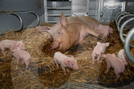 FEATURE - Glückliche Schweine