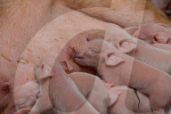 FEATURE - Glückliche Schweine