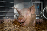 FEATURE - Glückliche Schweine