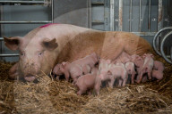 FEATURE - Glückliche Schweine