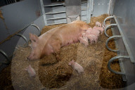 FEATURE - Glückliche Schweine
