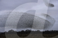 FEATURE - Starenschwarm am Himmel