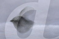 FEATURE - Starenschwarm am Himmel