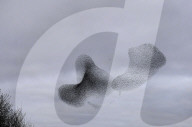 FEATURE - Starenschwarm am Himmel