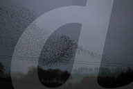 FEATURE - Starenschwärme fliegen Bilder am Himmel