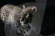 FEATURE - Leoparde im Zoo von Madrid
