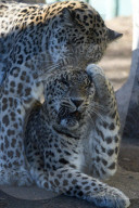 FEATURE - Leoparde im Zoo von Madrid