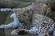 FEATURE - Leoparde im Zoo von Madrid