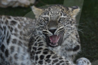 FEATURE - Leoparde im Zoo von Madrid