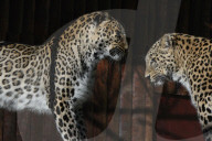 FEATURE - Leoparde im Zoo von Madrid