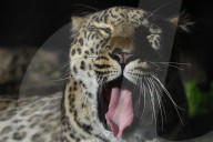 FEATURE - Leoparde im Zoo von Madrid