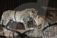 FEATURE - Leoparde im Zoo von Madrid